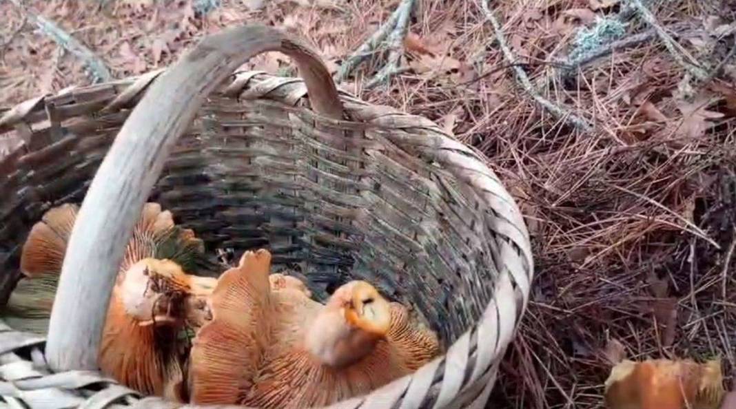 Ormandan bedavaya toplayıp satıyor: Ayda 90 bin TL kazanıyor! Sıfır sermayeli işle köşeyi döndü 5